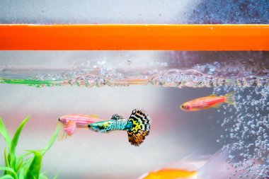 Küçük balık balık tank veya akvaryum, altın balık, guppy ve kırmızı f
