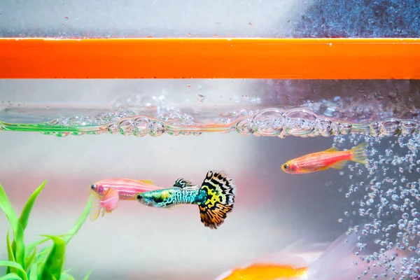 Little fish in fish tank or aquarium, gold fish, guppy and red f — Stock Photo, Image