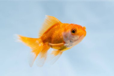 Altın balık veya taze Aqua sualtı yüzme yüzen Goldfish