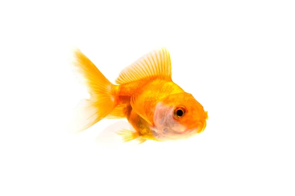 Gold fish or goldfish isolated on white background. — Stock Photo, Image