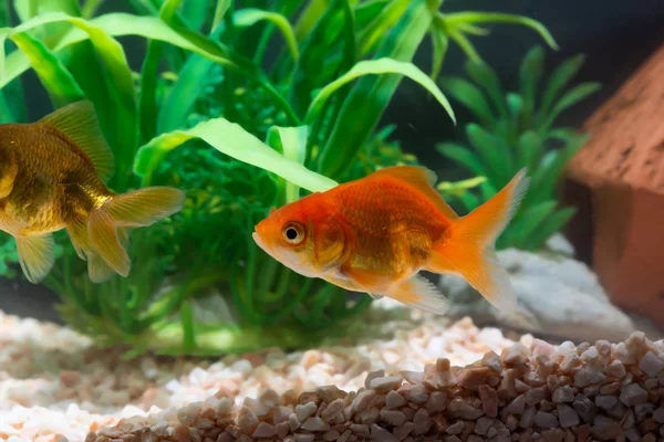 Guldfisk eller guldfisk flytande simning under vattnet i färskt Aqua — Stockfoto