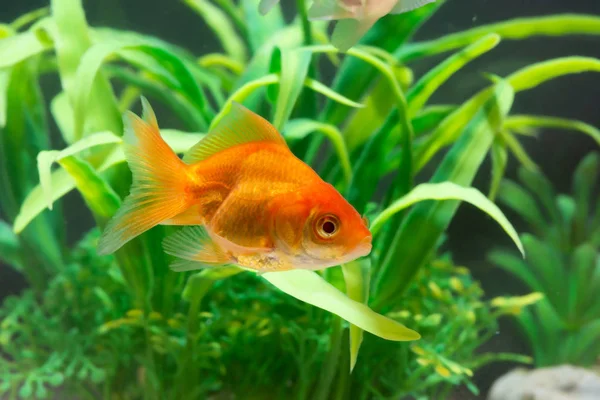 Peces dorados o peces dorados flotando nadando bajo el agua en agua dulce —  Fotos de Stock