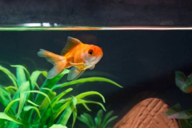 Altın balık veya taze Aqua sualtı yüzme yüzen Goldfish
