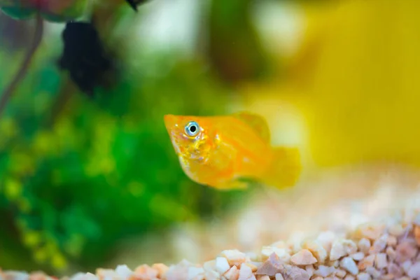 Peixinho Molly, Poecilia latipinna em aquário ou aquário . — Fotografia de Stock