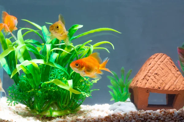 Altın balık veya taze Aqua sualtı yüzme yüzen Goldfish — Stok fotoğraf