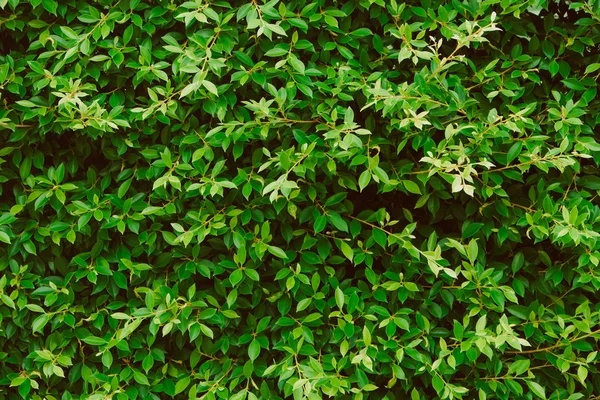 Folhas verdes parede fundo, planta na parede — Fotografia de Stock