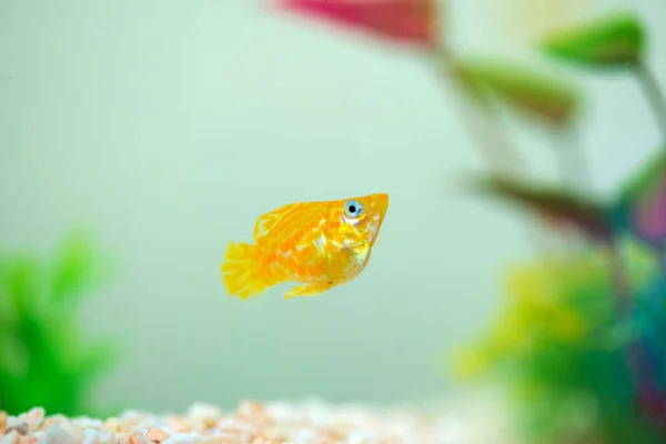 Peixinho Molly, Poecilia latipinna em aquário ou aquário . — Fotografia de Stock