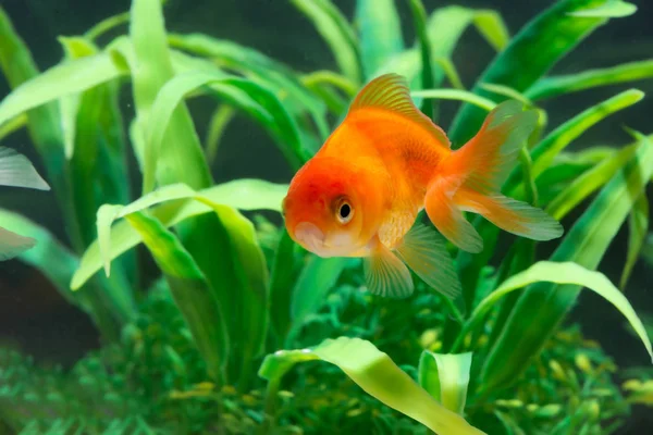 Peixe dourado ou peixinho dourado flutuando subaquático em aqua fresco — Fotografia de Stock