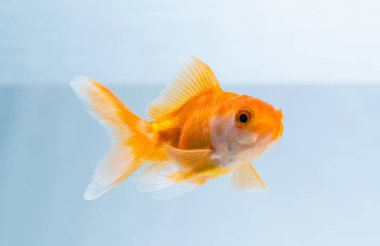 Altın balık veya taze Aqua sualtı yüzme yüzen Goldfish