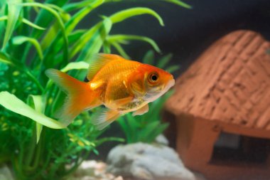 Altın balık veya taze Aqua sualtı yüzme yüzen Goldfish