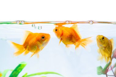 Altın balık veya taze Aqua sualtı yüzme yüzen Goldfish