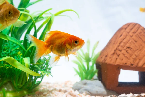 Peces dorados o peces dorados flotando nadando bajo el agua en agua dulce —  Fotos de Stock