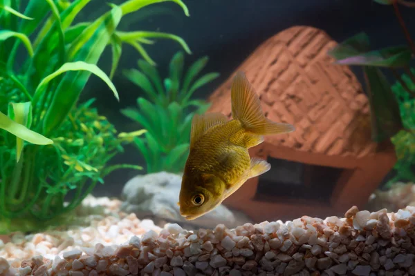Peixe dourado ou peixinho dourado flutuando subaquático em aqua fresco — Fotografia de Stock