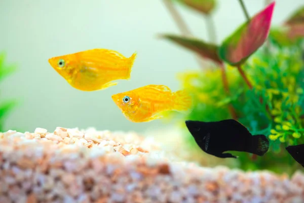 Little Molly fish, Poecilia latipinna in fish tank or aquarium. — Stock Photo, Image