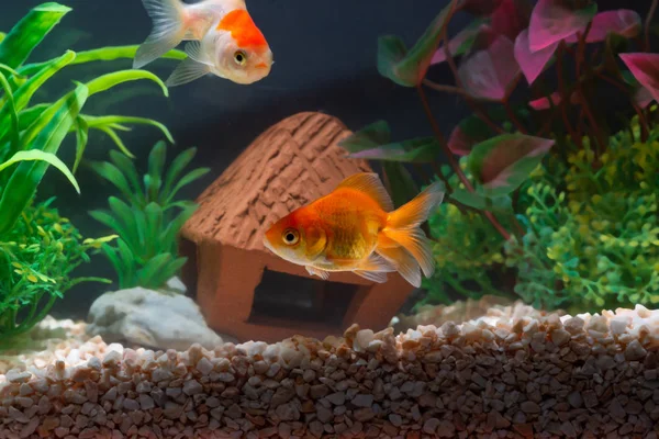 Gold fish or goldfish floating swimming underwater in fresh aqua