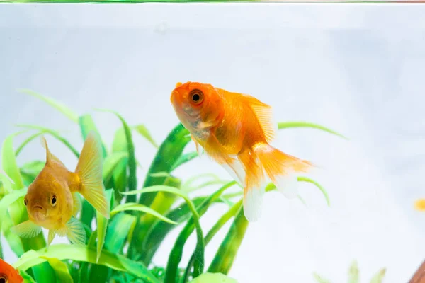 Peces dorados o peces dorados flotando nadando bajo el agua en agua dulce —  Fotos de Stock