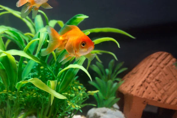 Peces dorados o peces dorados flotando nadando bajo el agua en agua dulce —  Fotos de Stock