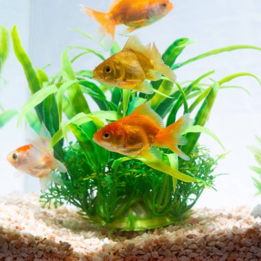 Altın balık veya taze Aqua sualtı yüzme yüzen Goldfish
