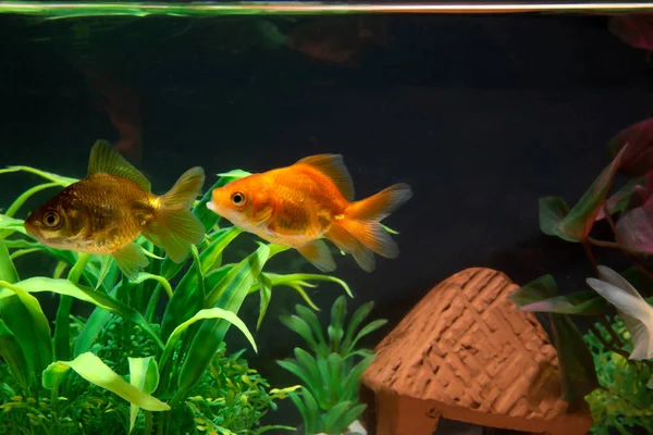 Peces dorados o peces dorados flotando nadando bajo el agua en agua dulce —  Fotos de Stock