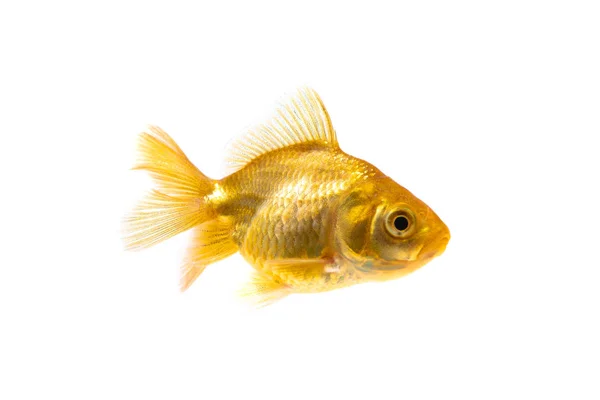 Goudvissen of goudvis geïsoleerd op witte achtergrond. — Stockfoto