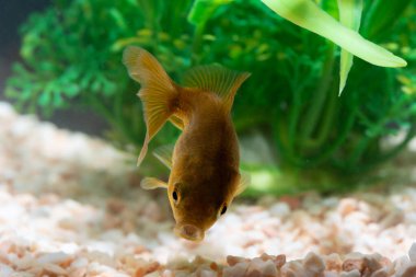 Altın balık veya taze Aqua sualtı yüzme yüzen Goldfish