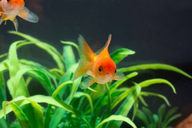 Altın balık veya taze Aqua sualtı yüzme yüzen Goldfish