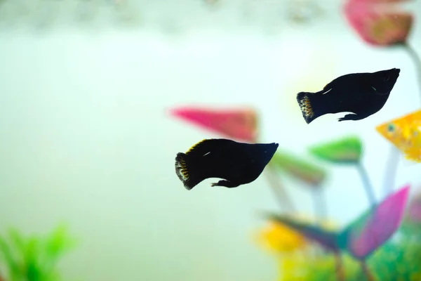 Küçük Molly balığı, Poecilia latipinna akvaryum veya akvaryum.