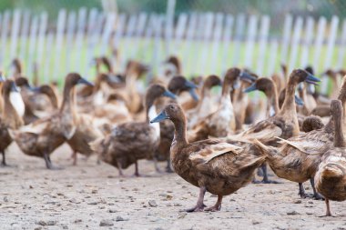 Çiftlikteki ördekler, Tayland 'daki geleneksel çiftçilik, hayvan çiftliği.