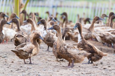 Çiftlikteki ördekler, Tayland 'daki geleneksel çiftçilik, hayvan çiftliği.