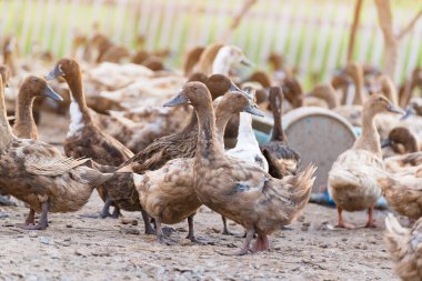 Çiftlikte ördekler, Tayland 'da geleneksel çiftçilik, hayvan çiftliği. yumuşak ton