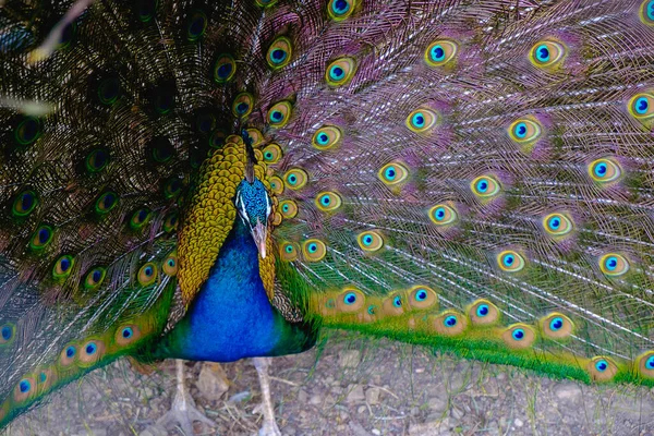 Κοντινό Πλάνο Του Αρσενικού Παγωνιού Δείχνει Όμορφη Επεκταθεί Φτερό — Φωτογραφία Αρχείου