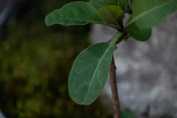 Groene Bladeren Van Een Groeiende Boom — Stockfoto