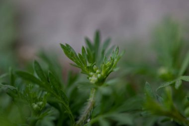 Büyüyen küçük bir bitkinin makro fotoğrafı
