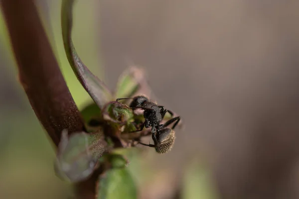 Makroaufnahme Einer Einsamen Ameise — Stockfoto