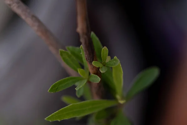 Macro Fotografia Piccolo Cespuglio Crescita — Foto Stock