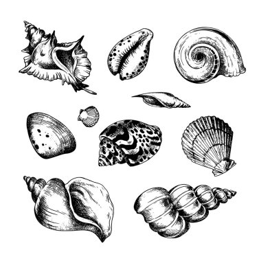 Deniz kabukları el çizimi, mürekkep çizimi. Tropik deniz kabukları. Minimalist çizgi sanatı. Moda baskılar, etiket, menü kapağı için yaz tatili tasarım unsurları.