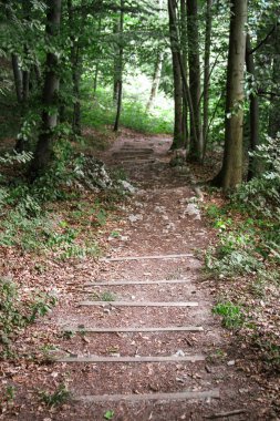 Yazın ortasında bir ormanın ortasında.