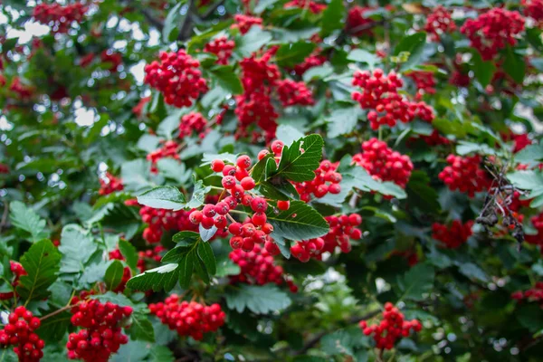 Rote Beeren Auf Einer Pflanze Umgeben Von Grünen Blättern Teilweise — Stockfoto