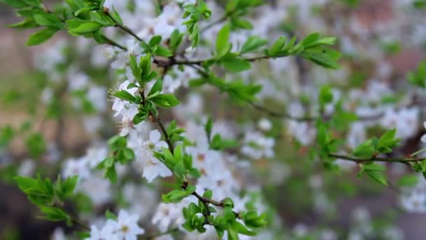 リンゴ花すぐ クローズ アップの咲くりんごの木 リンゴの木を開花 果実植物の枝でリンゴの花 月開花 白いリンゴの花 — ストック動画