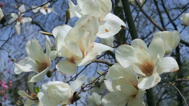白いモクレンの花 白木蓮 木の枝 マグノリアの木の花 白木蓮の花花自然背景に白いモクレンの花の花 — ストック動画