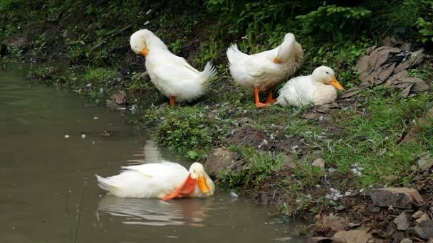 Canard Blanc Hors Étang Sur Rive Verte Éclaboussures Canard Blanc — Video