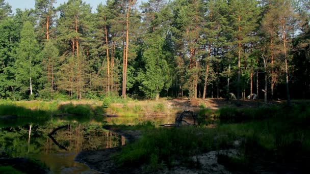 Teich Fichtenwald Teich Morgen Bewachsener Waldteich Verwunschener Wald Mit Fluss — Stockvideo