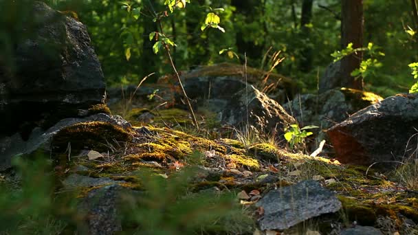 在清晨的阳光下 岩石上的青苔 在岩石上的阳光浸泡的苔藓 苔藓覆盖的石头 在日出的苔藓景观 — 图库视频影像