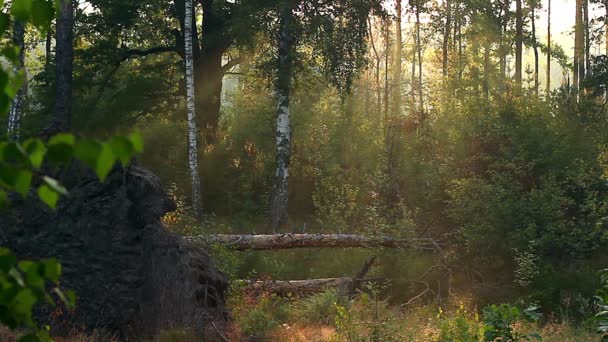 Reggeli Nap Kidöntött Fákat Hasonlóakkal Sunrise Reggel Nap Erdőn Misty — Stock videók