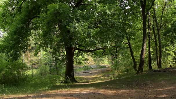Chêne en plein soleil doré dans une forêt ou un parc, Chêne dans la clairière, Soleil qui brille à travers les branches, Chêne qui berce son feuillage dans le vent, Chêne en rangée nature 