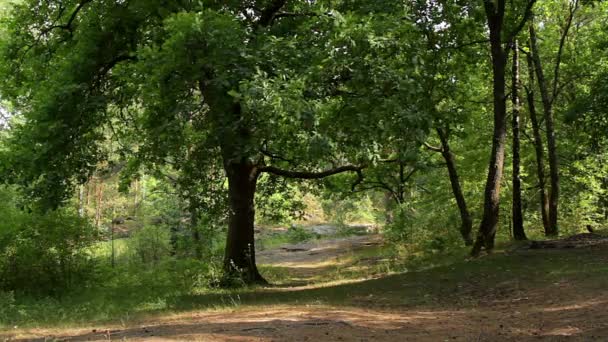 Dub ve zlatém slunečním světle v lese nebo parku, dub, glade, slunce svítí skrze větve, dub houpací jeho listí ve větru, duby v přírodní pozadí řádku