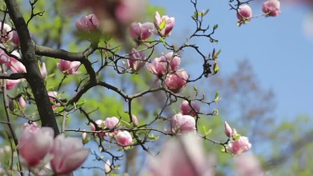 Kwiatów Magnolii Różowe Kwiaty Magnolia Magnolia Różowy Gałęzi Drzewa Magnolia — Wideo stockowe