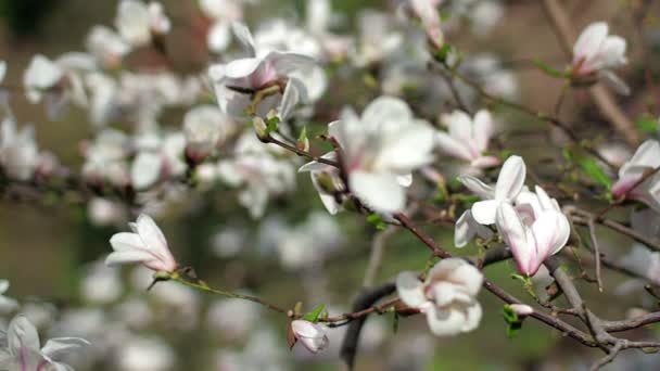 白いモクレンの花 白木蓮 木の枝 マグノリアの木の花 白木蓮の花花自然背景に白いモクレンの花の花 — ストック動画