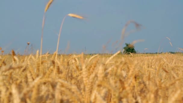 Campo Grãos Árvore Solitária Céu Azul Nuvens Brancas Campo Trigo — Vídeo de Stock