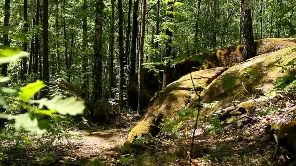 Pueblo Piedra Ucrania Grandes Piedras Bosque Pueblo Piedra Tracto Pueblo — Vídeo de stock
